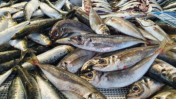istock Fresh fish at a bustling market with various species on display during a sunny afternoon 2226146160