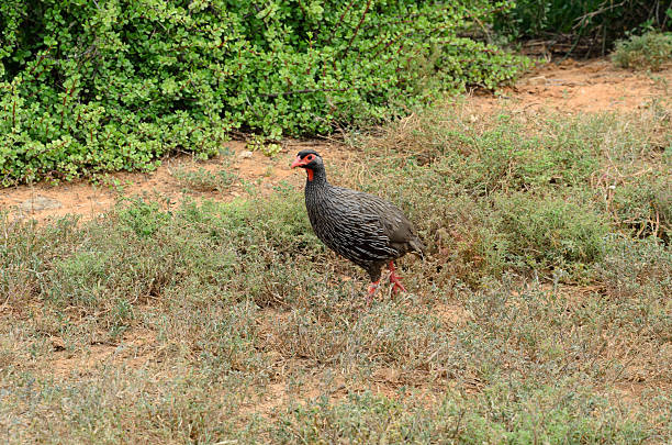 istock Cape Spurfowl in Addo National Park 2226147767