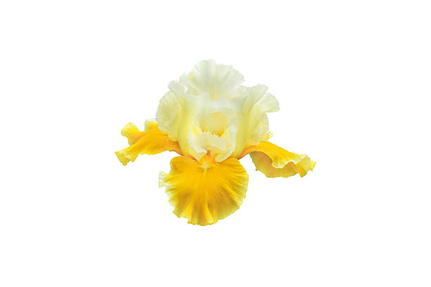 Iris in macro