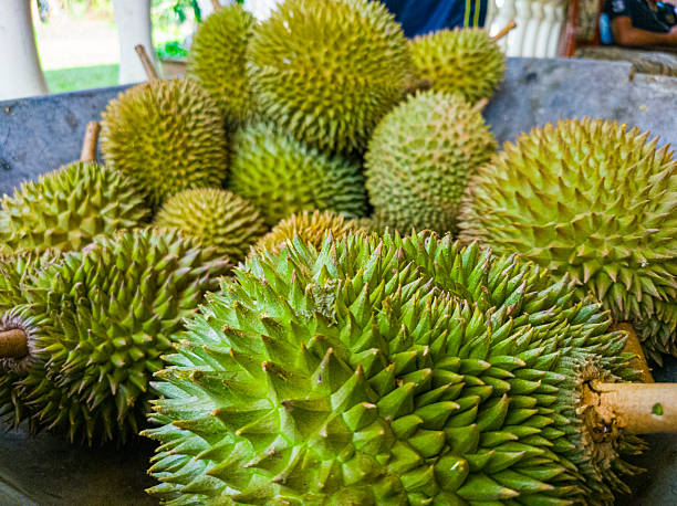 istock Durian,king of fruit 2226148567