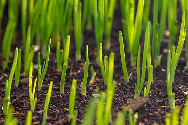 istock Green onion close-up with forest-like perspective. 2226149722