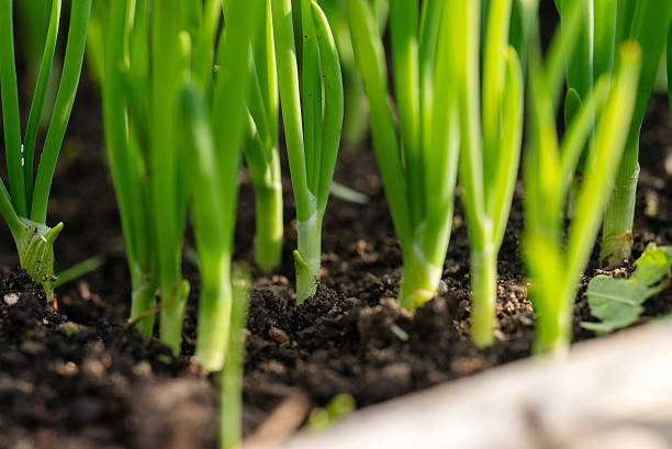 istock Green onion close-up with forest-like perspective. 2226149736