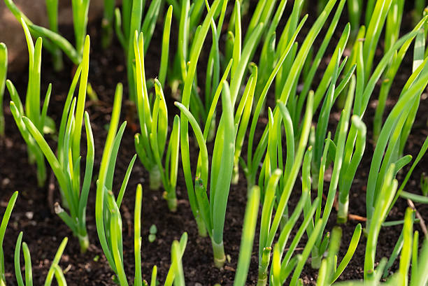 istock Green onion close-up with forest-like perspective. 2226149748