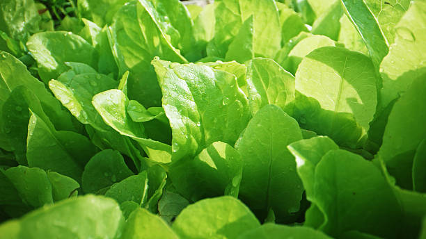 istock Macro shot of green lettuce leaves. 2226149757