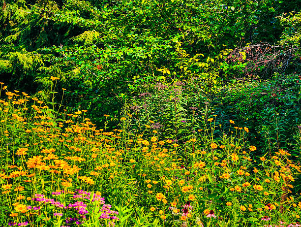 Red and yellow Papaver rhhoeas blooming in a meadow
