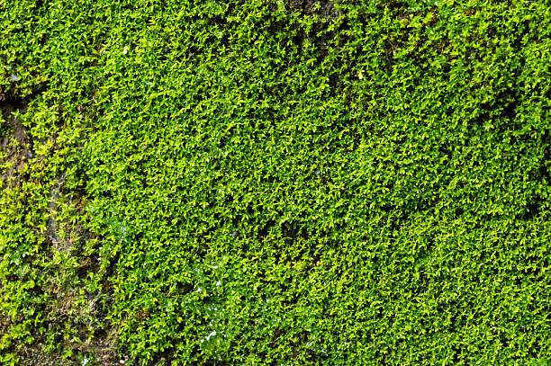 Green ivy plant background close up view on wall