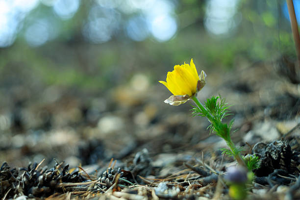 A yellow flower is growing in the dirt. The flower is small and has a few leaves. The image has a peaceful and calming mood, as the flower is growing in a natural setting