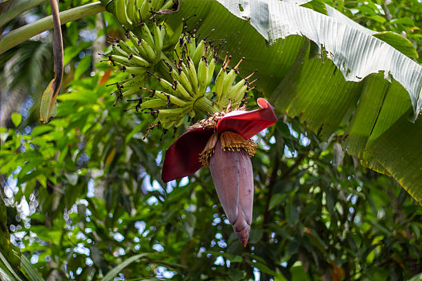 istock Banana tree flowers and small bananas inside a red peel 2226153847