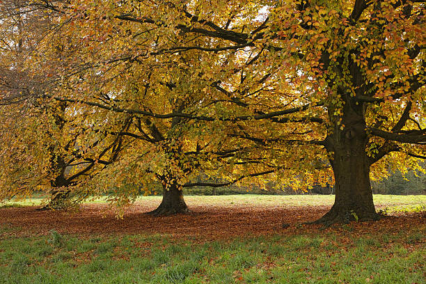istock Autumn colour of Copper Beech (Fagus sylvatica f. purpurea) in West Meadow, Hampstead Heath 2226153855