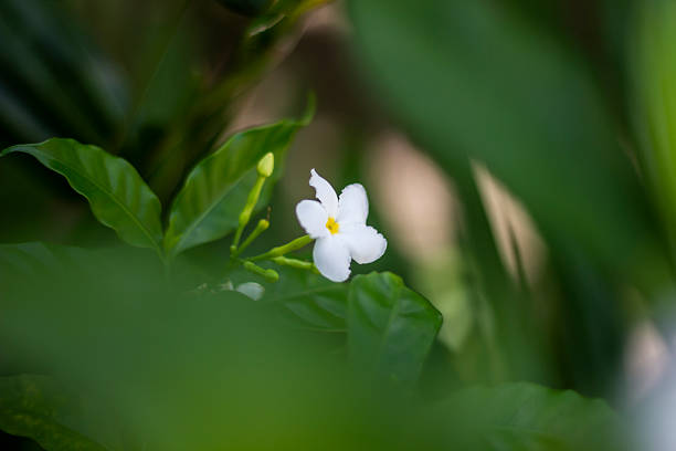 Blooming white flowers