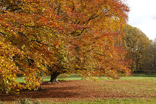 istock Autumn colour of Copper Beech (Fagus sylvatica f. purpurea) in West Meadow, Hampstead Heath 2226154042