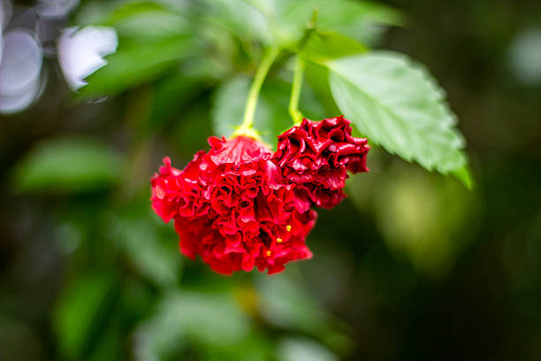 A Red flowers, tree leaves, and green background