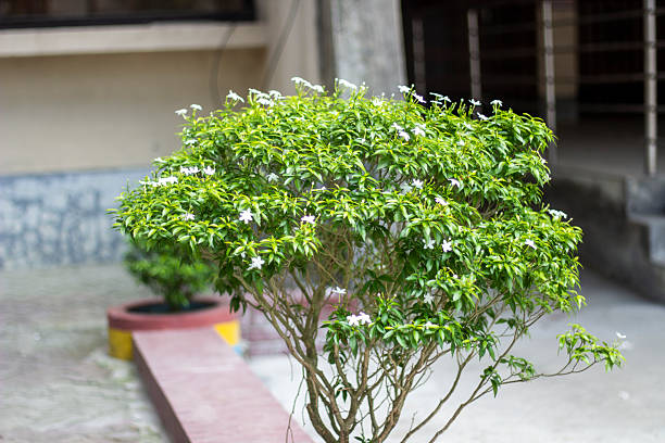 istock Some white flowers, tree leaves, and green background 2226154195