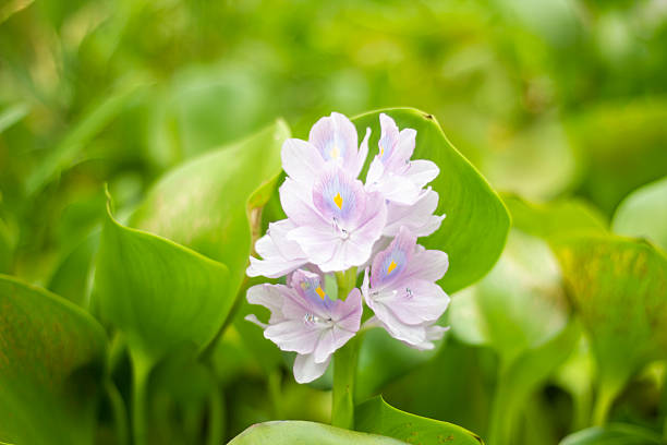 istock Some White flowers, tree leaves, and green background 2226154476