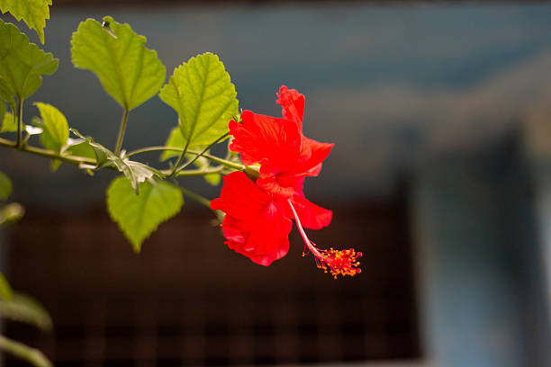 istock A Red flower, tree leaves, and green background blur 2226154612