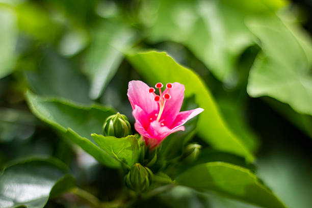 A pink flower, tree leaves, and green background blur