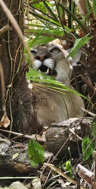 Puma clos-up in jungle