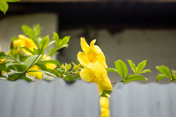 Some yellow flower, tree leaves, and green background blur