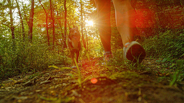 istock LOW ANGLE VIEW, LENS FLARE: Woman walking on forest path with her dog by side 2226156738