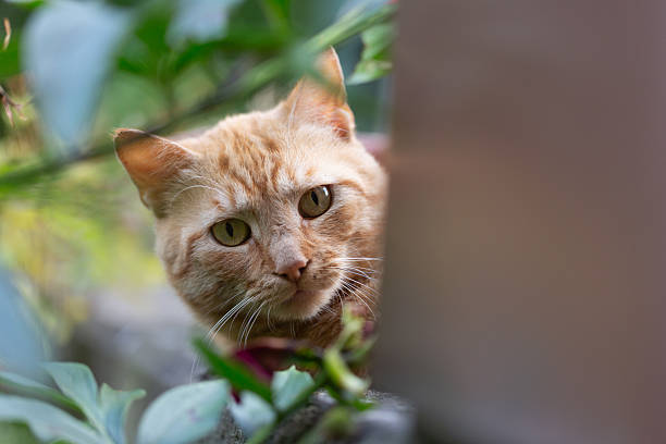 istock portrait of a ginger cat, seen from below 2226156769
