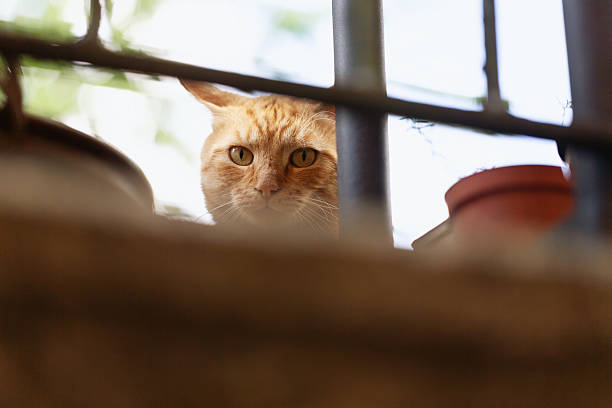 A close-up portrait of a calm ginger red cat relaxing in the sun on a bright sunny day.