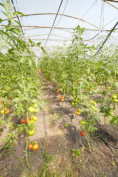 istock Greenhouse cultivation of organic tomatoes, selective focus. 2226160271