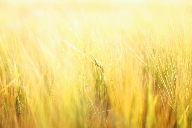 Crops