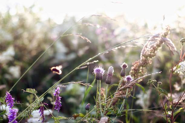 istock Plants among the hedges. 2226160387
