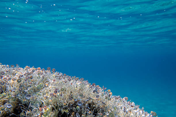 Background illustration made of underwater scenery with empty space and endless water depth with no people