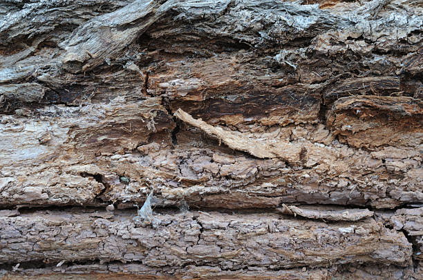 istock Old wood texture. background old tree. Texture of old wood. 2226161543