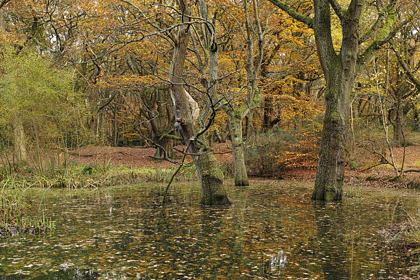 istock Sandy Heath in Hampstead Heath in Autumn 2226163299