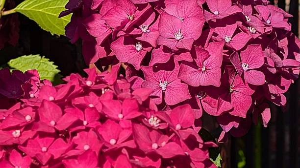 Closeup of blooming pink Bigleaf Hydrangea