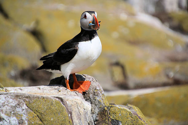 istock A view of a Puffin 2226165851