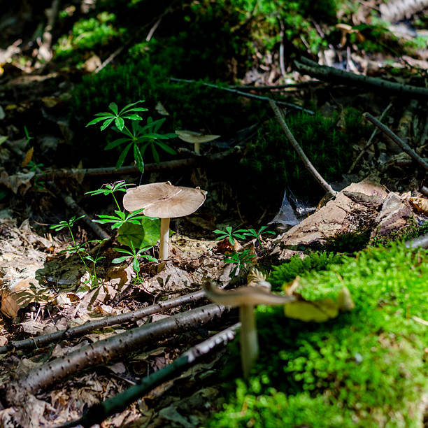 Mushrooms or fungus in the forest of Germany close-up
