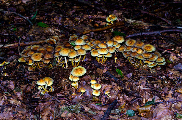 Mushrooms or fungus in the forest of Germany close-up
