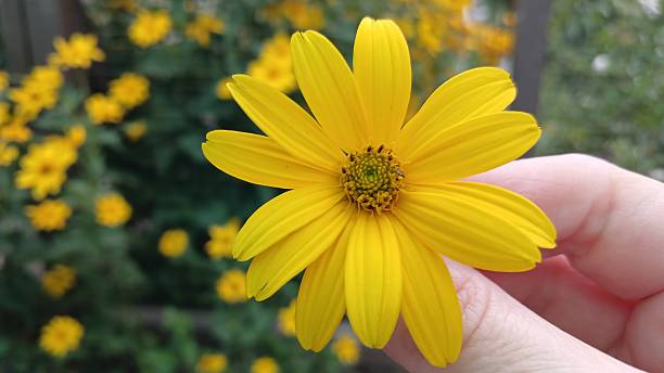 istock Hand holding a yellow flower 2226167150