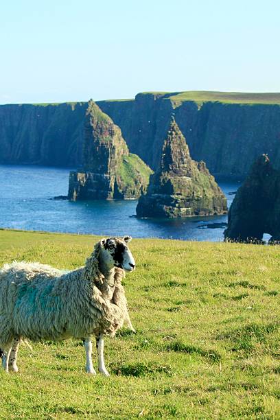 istock Sheep on coastline next to Duncansby Stacks 2226172909