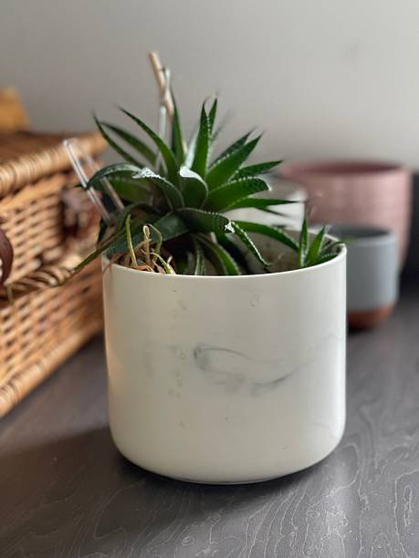 istock Succulent plant in white marble pot 2226174539