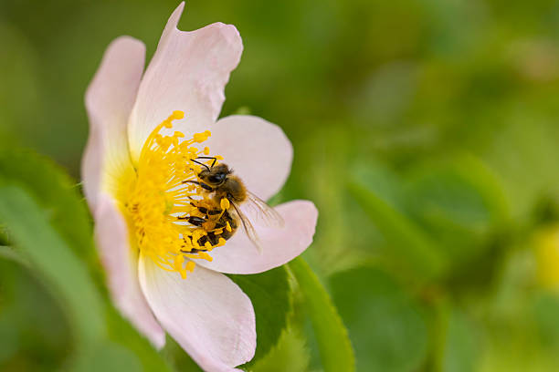 Close-up of the pink flower of a Strawberry, some waterdrops and a small beetle on a petal