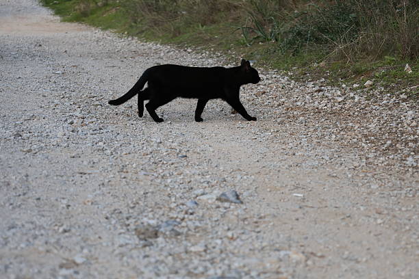 Black cat outdoors. High quality photo