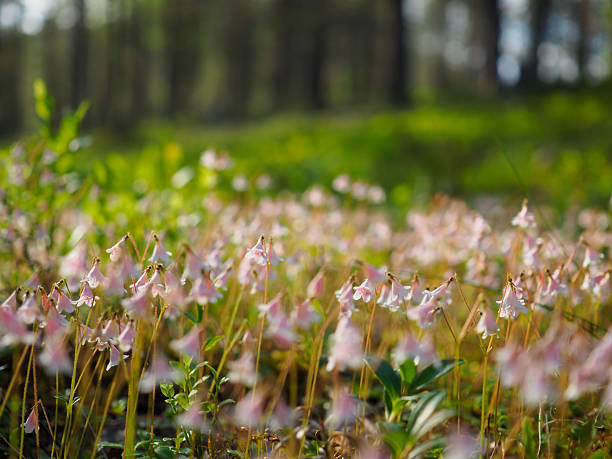 Delicate Pink Bell Flowers Blooming in a Sunlit Meadow on a Spring Morning