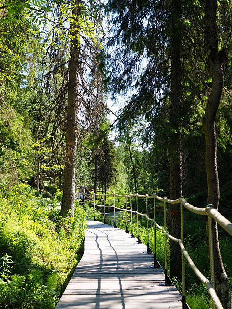 istock A Peaceful Walk Through a Lush Green Forest Trail on a Sunny Day 2226177158