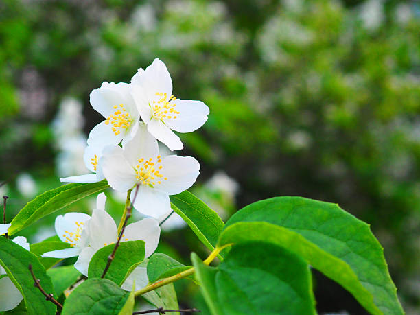 Delicate White Jasmine Flowers Blooming on Green Bush with Soft Focus Background