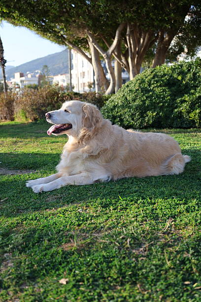 Golden retriever resting. High quality photo