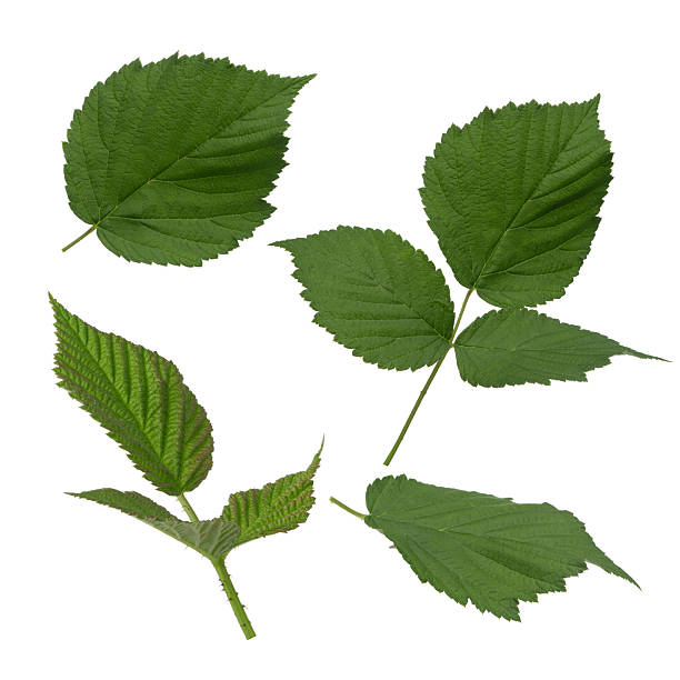 istock Raspberry with green leaves on white isolated background 2226177979