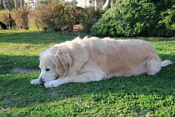istock Golden retriever resting 2226178425