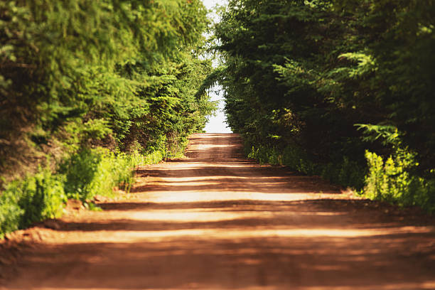 A narrow dirt road leads toward the ocean.
