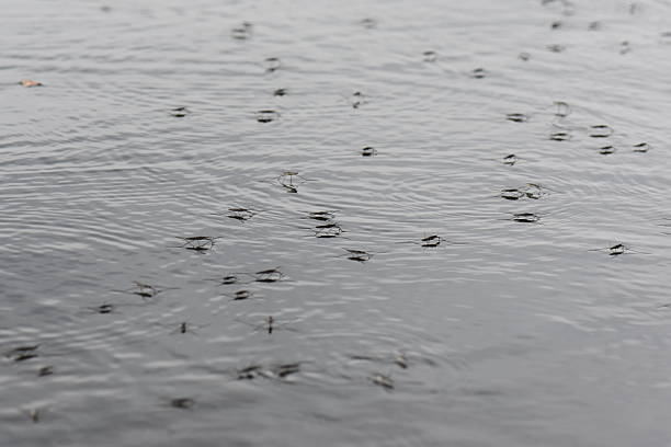 istock Water striders in rainy day 2226180845