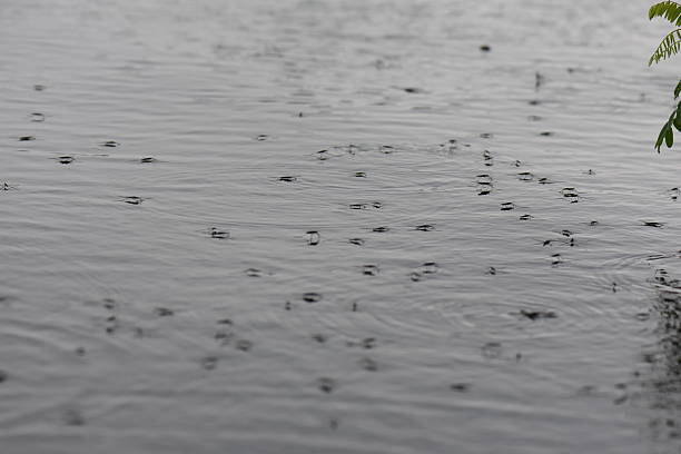 istock water striders on the lake in rainy day 2226180912
