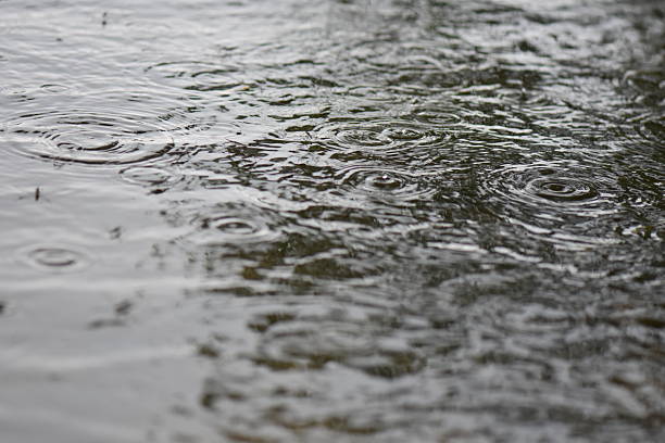 istock water striders on the lake in rainy day 2226180975